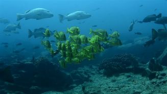 Nationalpark Cabo Pulmo: Gefährdete Schönheit im Ozean